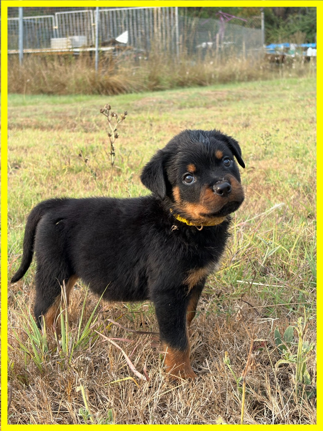 des Ops de Lif Thraser - Chiots disponibles - Rottweiler