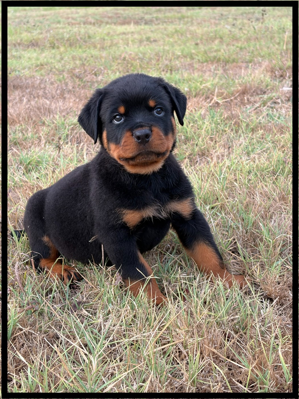 des Ops de Lif Thraser - Chiots disponibles - Rottweiler