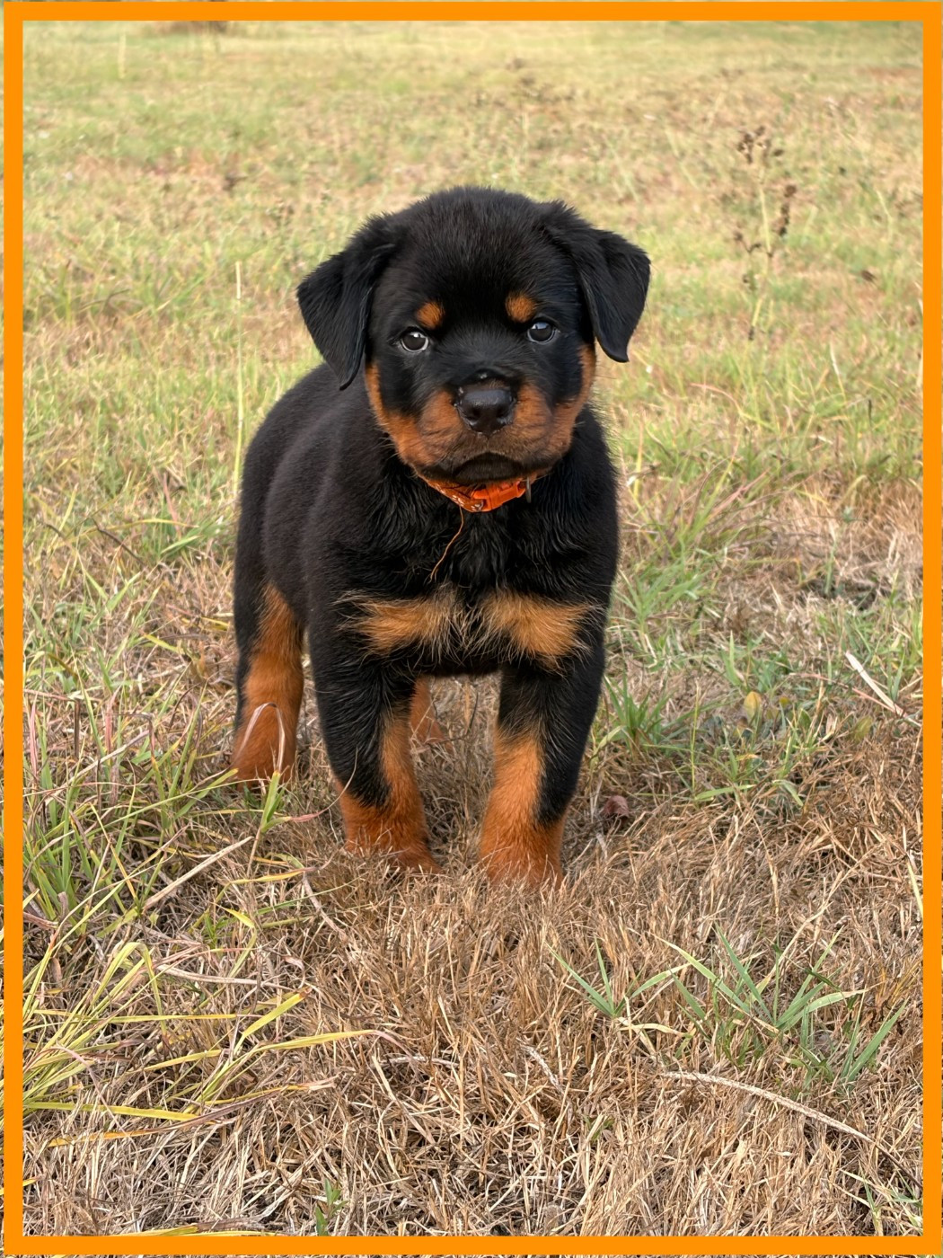 des Ops de Lif Thraser - Chiots disponibles - Rottweiler