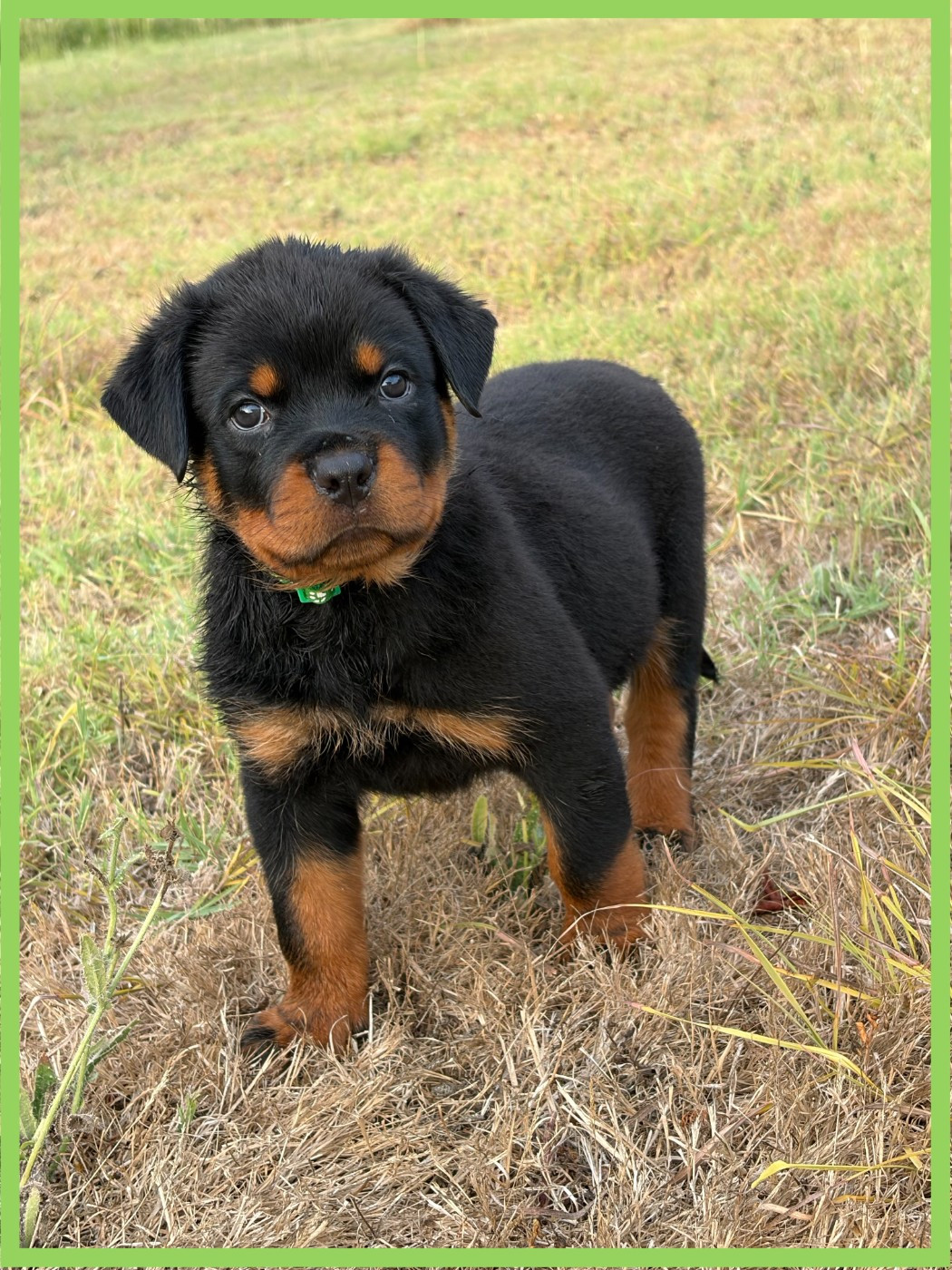des Ops de Lif Thraser - Chiots disponibles - Rottweiler