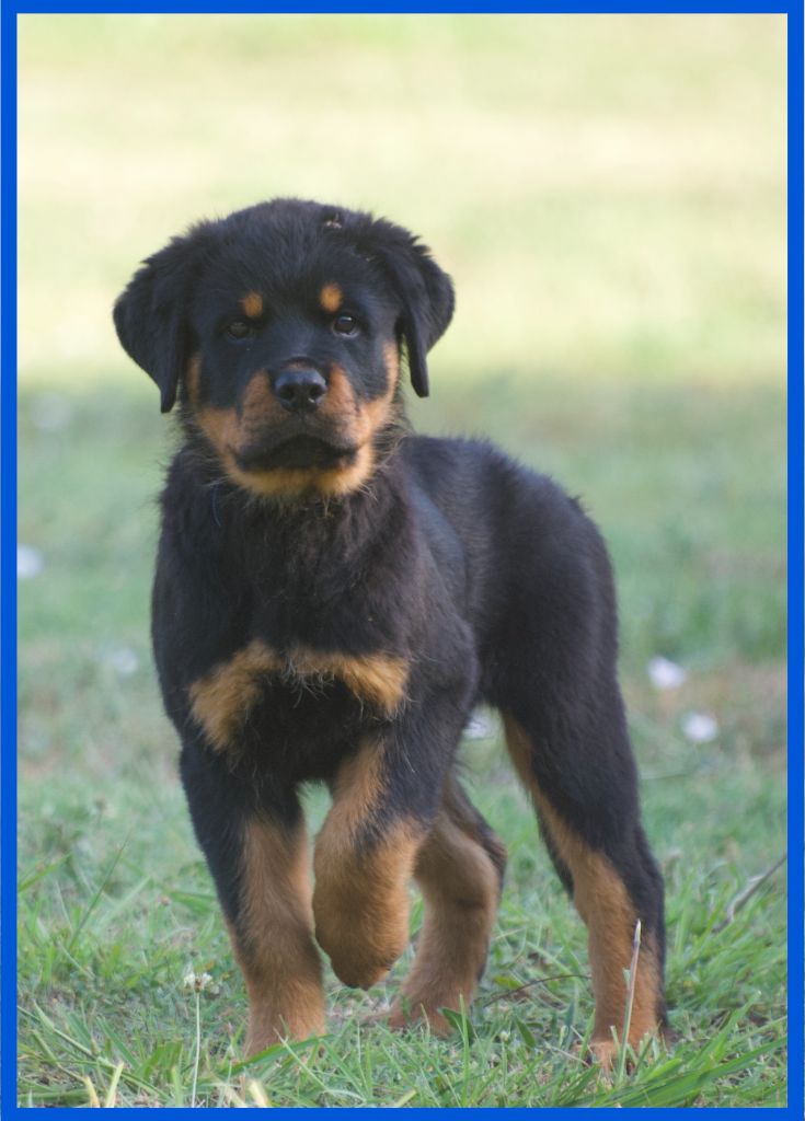 des Ops de Lif Thraser - Chiots disponibles - Rottweiler