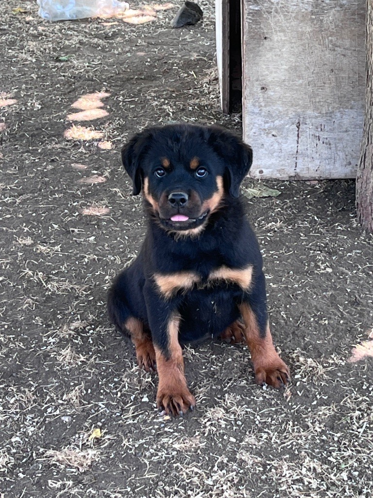 des Ops de Lif Thraser - Chiots disponibles - Rottweiler