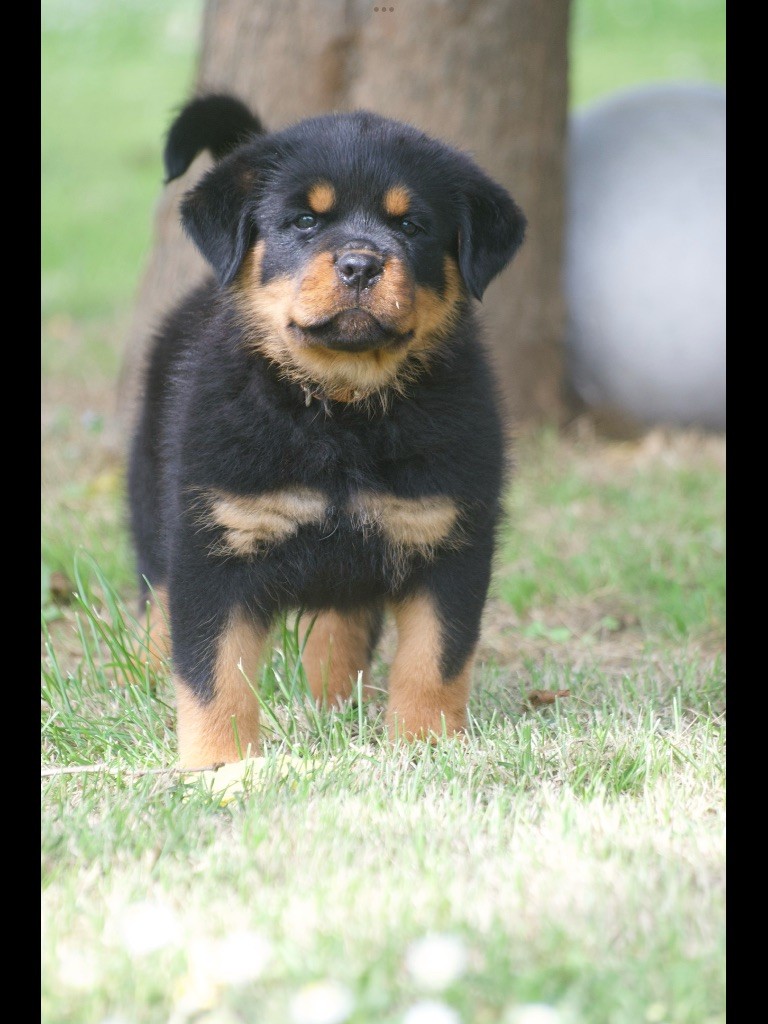 des Ops de Lif Thraser - Chiots disponibles - Rottweiler