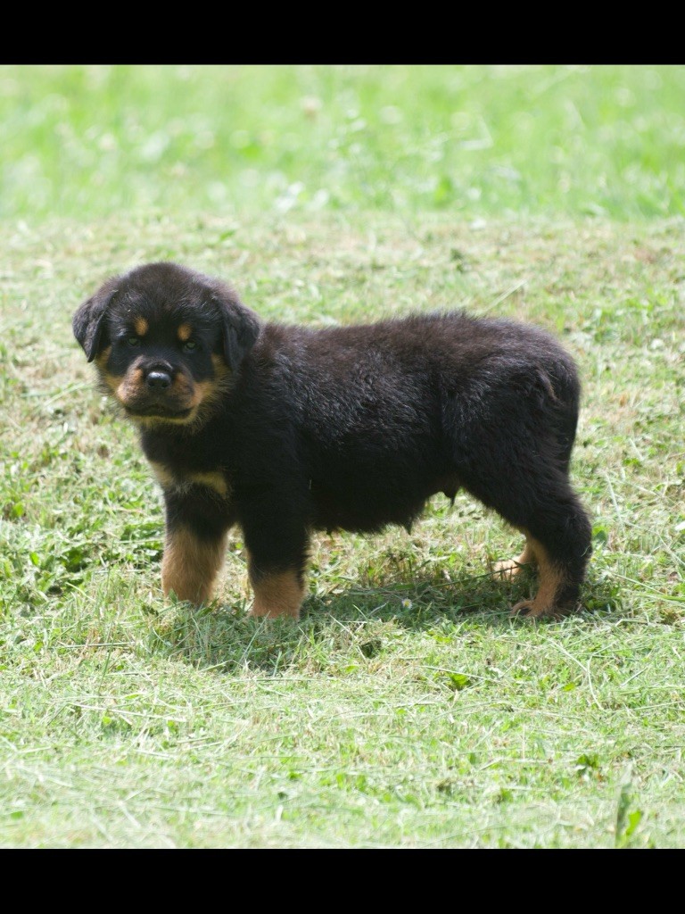 des Ops de Lif Thraser - Chiots disponibles - Rottweiler