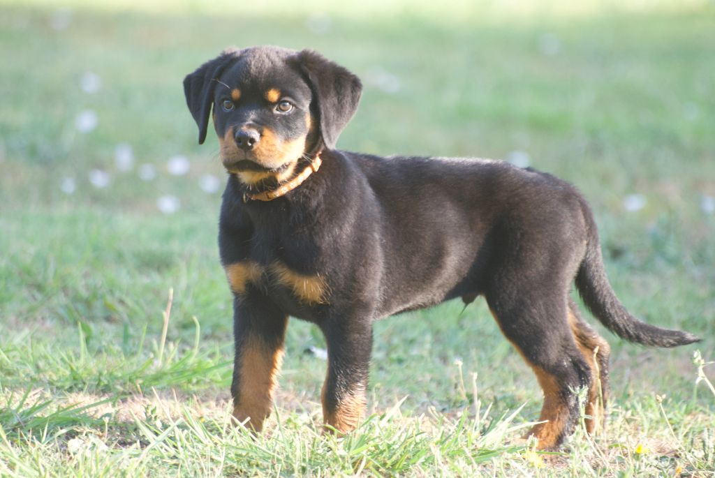 des Ops de Lif Thraser - Chiots disponibles - Rottweiler
