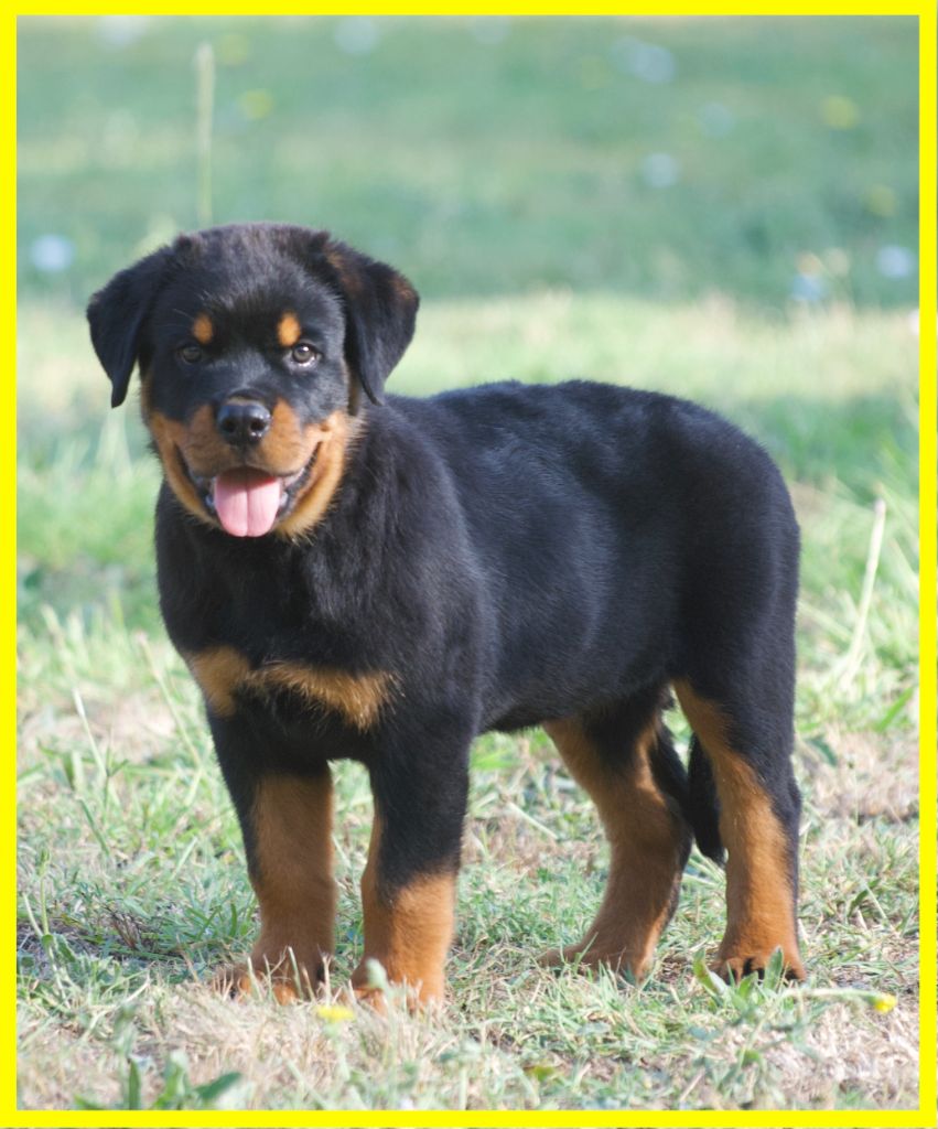 des Ops de Lif Thraser - Rottweiler - Portée née le 26/04/2025