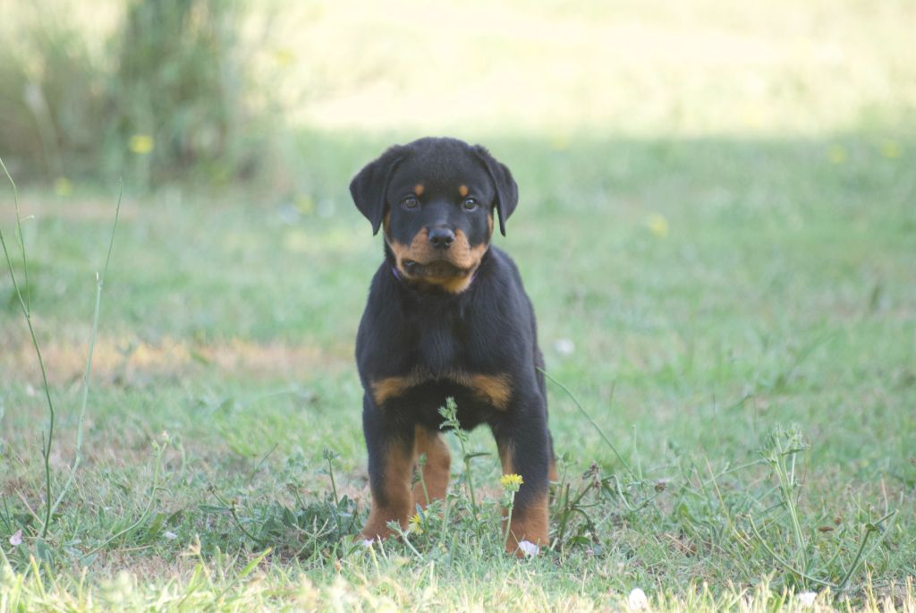 des Ops de Lif Thraser - Chiots disponibles - Rottweiler