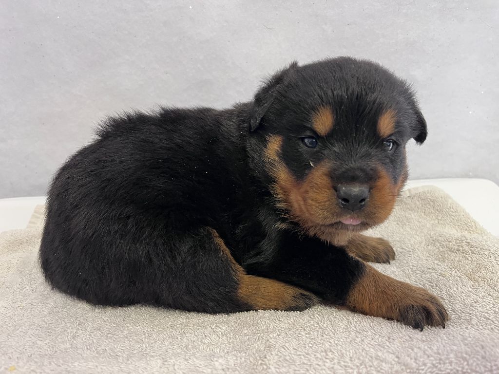 des Ops de Lif Thraser - Chiots disponibles - Rottweiler