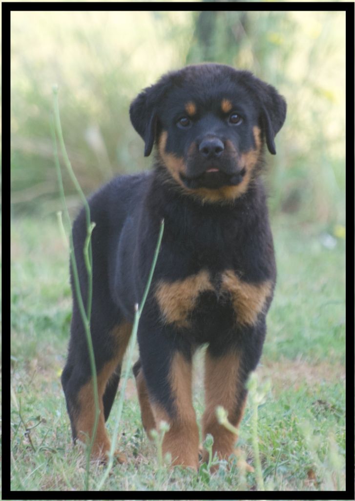 des Ops de Lif Thraser - Chiots disponibles - Rottweiler