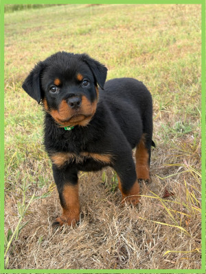 Chiot N°4. VERT