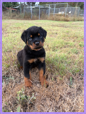 Chiot N°5. VIOLET