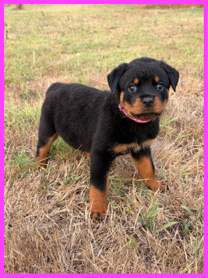 Chiot N°7 ROSE