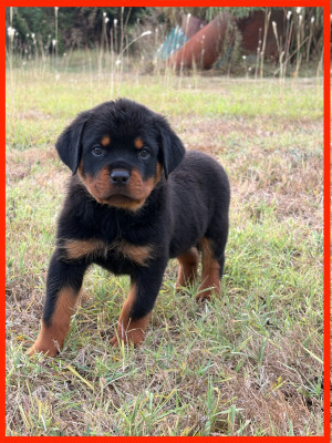 Chiot N°8 ROUGE