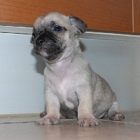 CHIOT