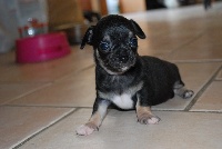 CHIOT