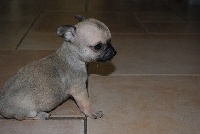 CHIOT