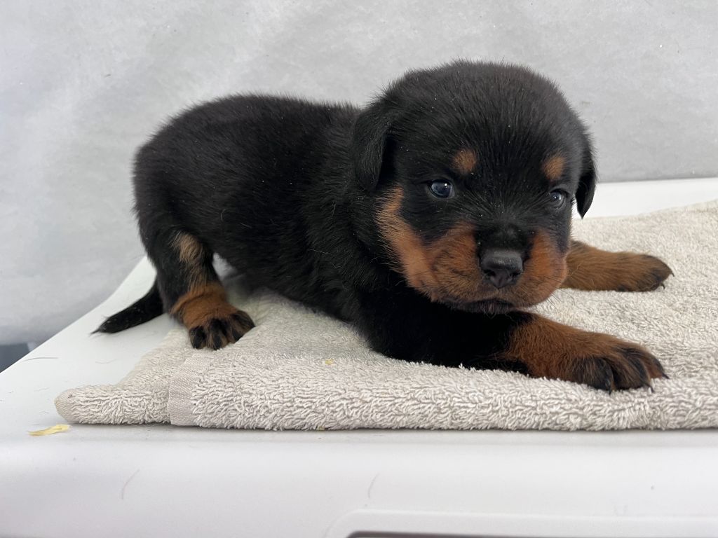 des Ops de Lif Thraser - Chiots disponibles - Rottweiler