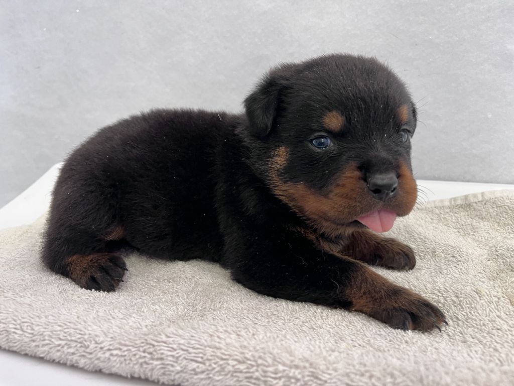 des Ops de Lif Thraser - Chiots disponibles - Rottweiler