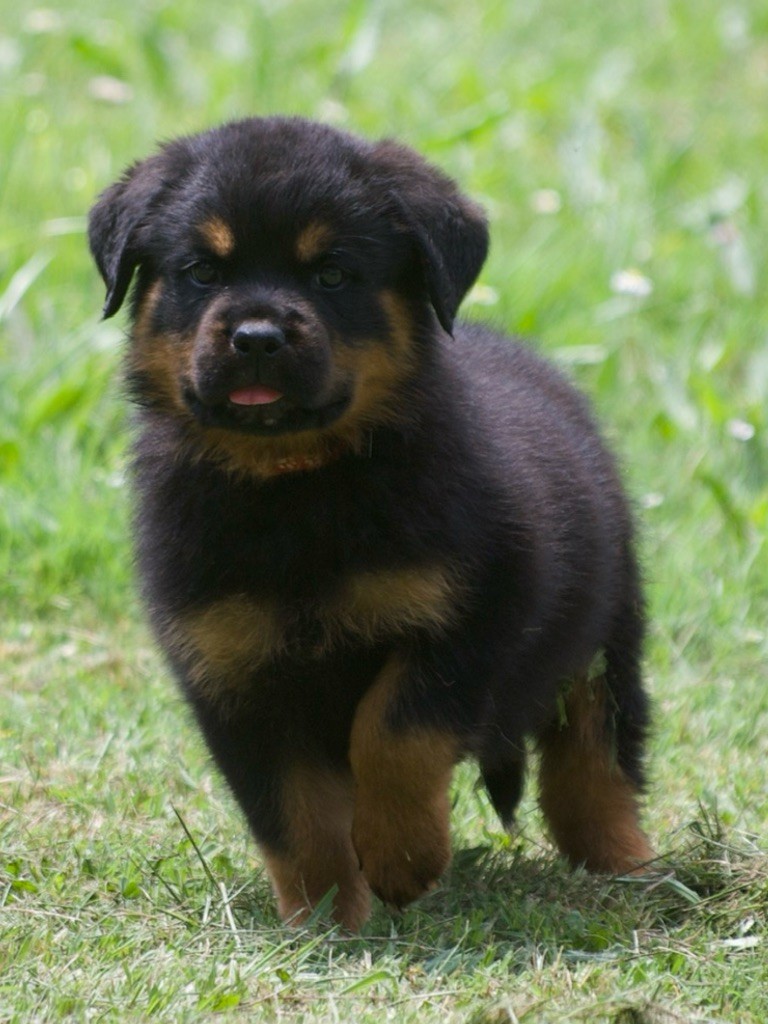 des Ops de Lif Thraser - Chiots disponibles - Rottweiler